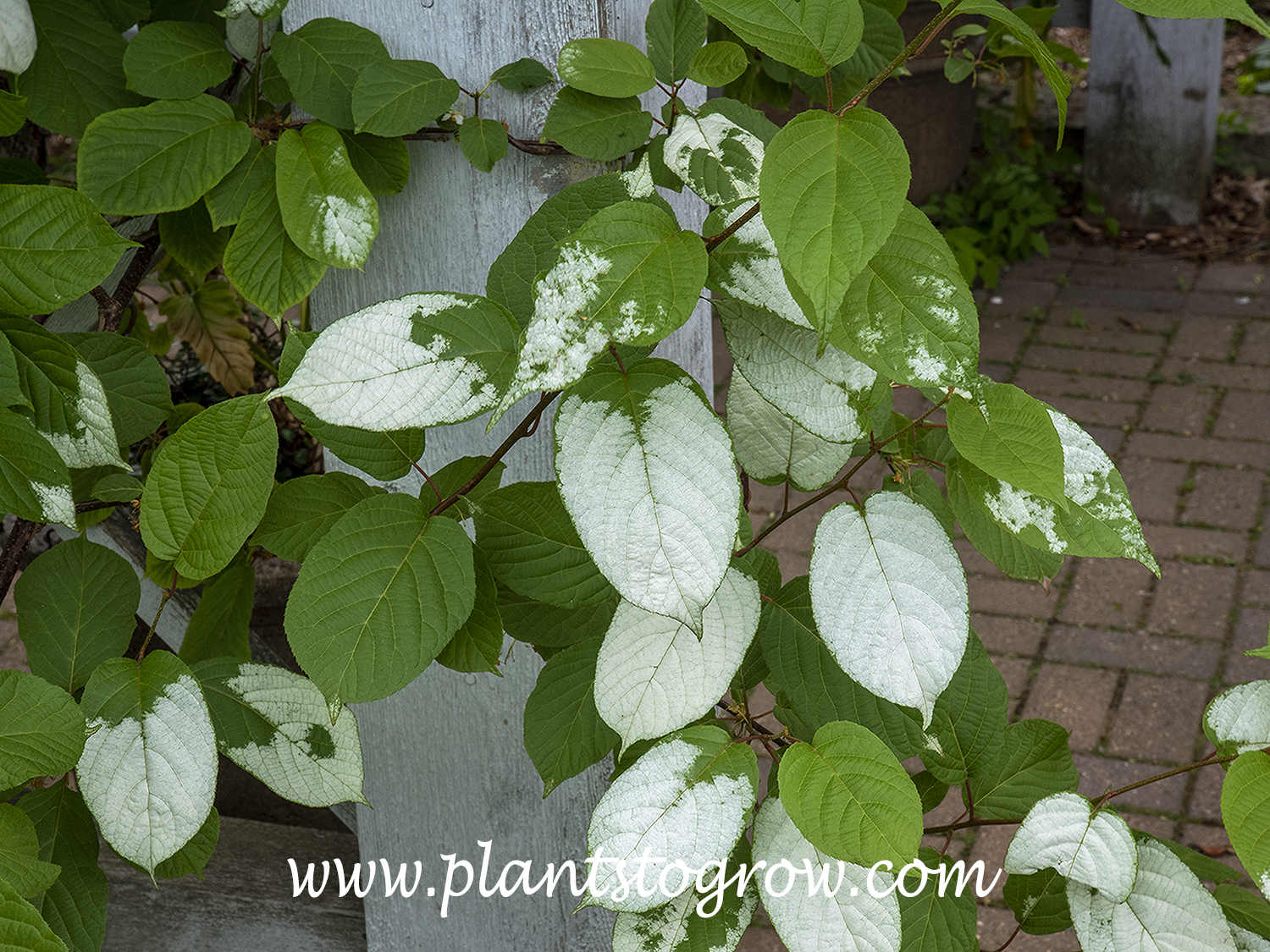 Arctic Beauty Kiwi Vine (Actinidia kolomikta)
